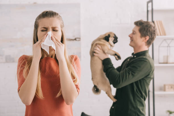 selective focus of blonde girl allergic to dog sneezing in white tissue near cheerful man holding pug selective focus of blonde girl allergic to dog sneezing in white tissue near cheerful man holding pug allergy stock pictures, royalty-free photos & images