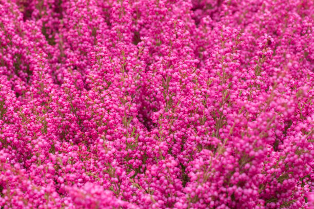 Selective focus on blooming showy pink Calluna vulgaris (heather, ling) stock photo