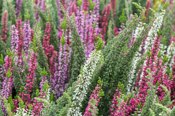 Selective focus on flowering Calluna vulgaris (common heather, ling, or simply heather). Natural floral background stock photo