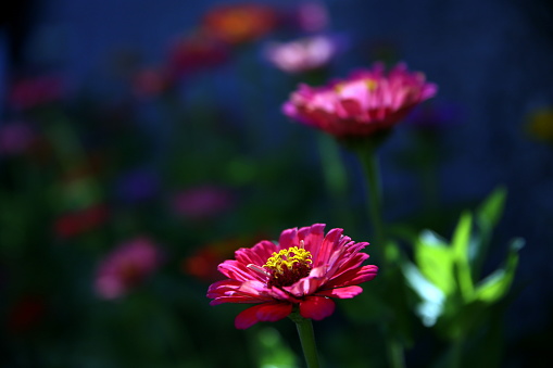 Selective focus on the corolla of a rosacea zinnia (family Asteraceae), with the others colored in the foreground, in the flowerbed