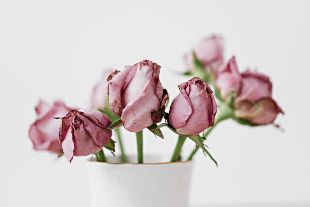selective focus photo of dried roses on white background. high key photo with limited depth of field stock photo