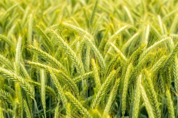 A selective focus shot of green ears of triticale yields. Full frame of growing triticale (a hybrid of wheat and rye) stock photo