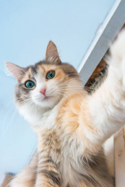selfie cat at home stock photo