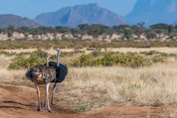 Semi arid landscape at Samburu National Reserve, Kenya, with are male and female Somali Ostrich in the foreground. stock photo
