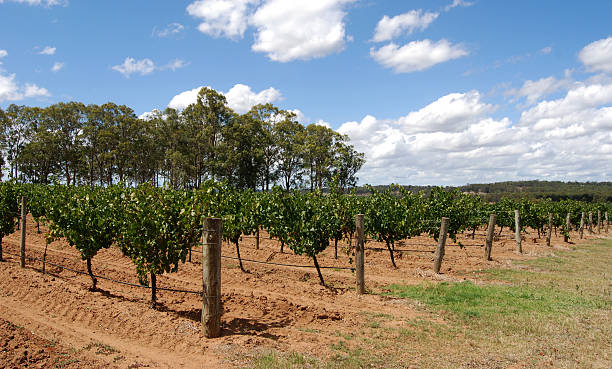 Semillon grapes at Hunter Valley, Australia stock photo