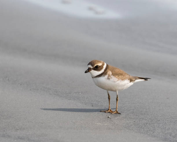 Semipalmated plover walking on a sand flat. stock photo