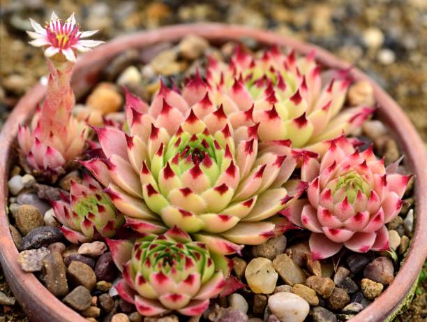 Sempervivum Blood Tip. A cluster of rosettes of Sempervivum Blood Tip. sempervivum stock pictures, royalty-free photos & images