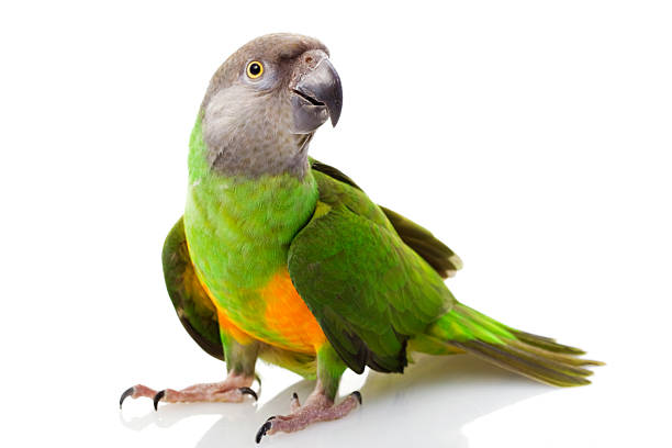  Senegal Parrot