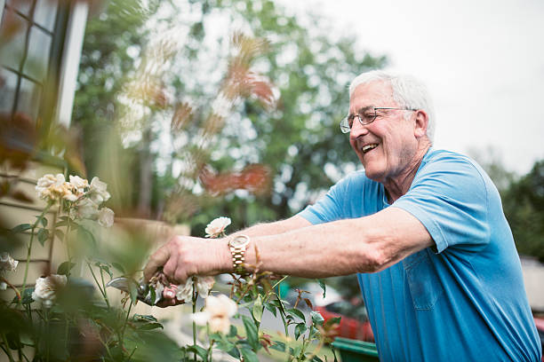 Senior Adult Man Doing Yardwork A man in his 70's does some cleaning and pruning around his yard.  Here he prunes and deadheads a rose bush, a content smile on his face.  A depiction of a relaxed and comfortable retirement. independence stock pictures, royalty-free photos & images