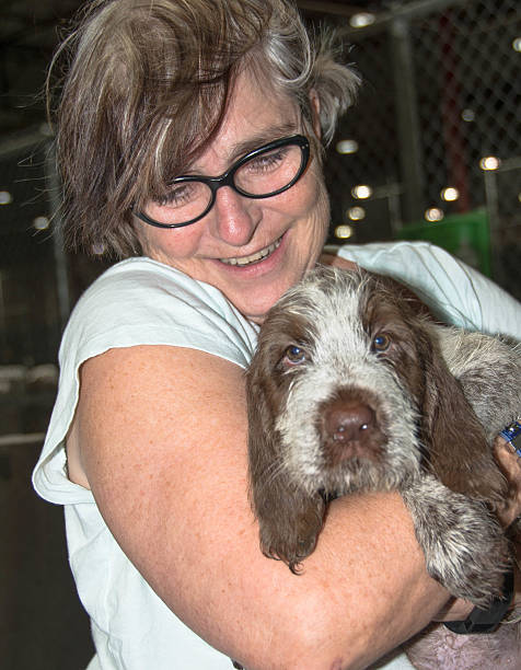 Senior Adult, Puppy dog Italiano Spinone first meeting stock photo