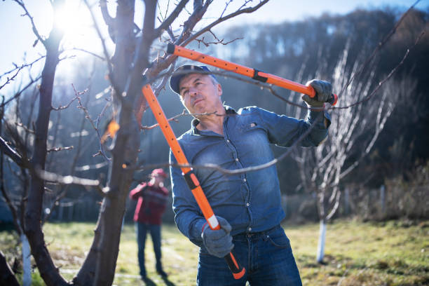 Senior Adults Pruning A Tree In Orchard. Two seniors pruning a trees in orchard. pruning gardening stock pictures, royalty-free photos & images