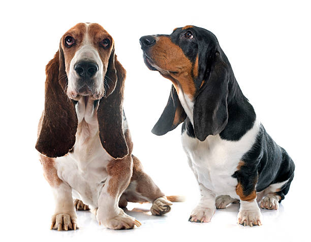 senior and young Basset Hound Basset Hounds in front of white background basset hound stock pictures, royalty-free photos & images