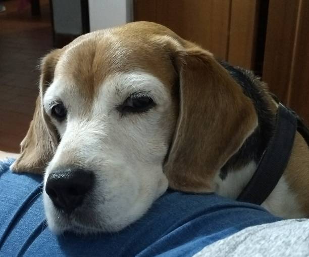 cane beagle senior - correa foto e immagini stock