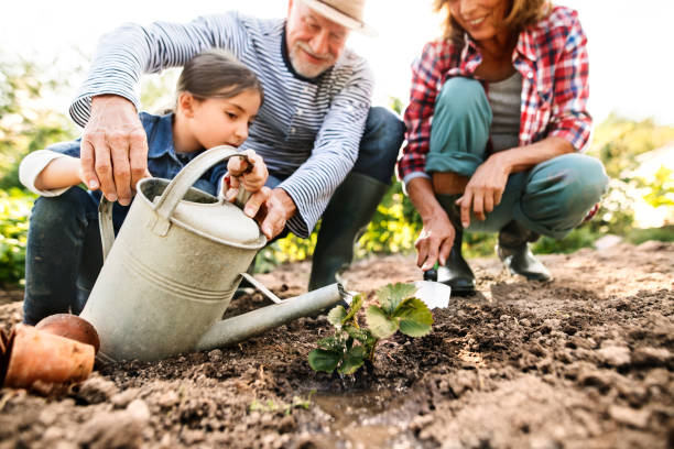 Senior couple with granddaughter gardening in the backyard garden. Happy healthy senior couple with their granddaughter planting a seedling on allotment. Man, woman and a small girl gardening. community garden stock pictures, royalty-free photos & images