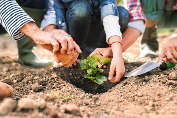 Senior couple with granddaughter gardening in the garden. Hands of unrecognizable senior couple with their grandaughter planting a seedling on the allotment. Man, woman and a small girl gardening. community garden stock pictures, royalty-free photos & images