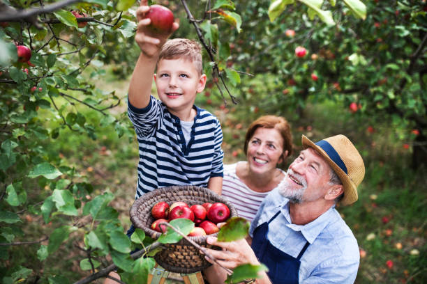 ett äldre par med små barnbarn plocka äpplen i fruktträdgård. - retirement overview bildbanksfoton och bilder