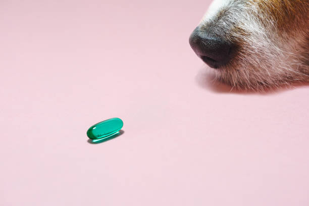 Senior dog looking at pill as healthcare and wellness of domestic animals concept stock photo