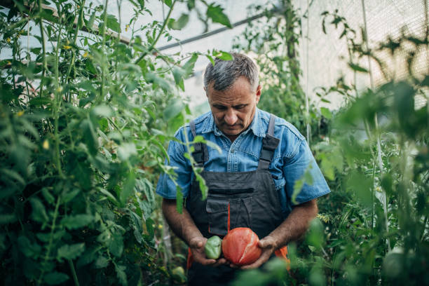 senior farmer crouching in greenhouse and checking tomatoes. - technology picking agriculture imagens e fotografias de stock