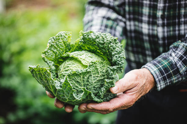 Senior farmer holding fresh kale cabbage Close-up of hand of a senior man holding freshly harvested cabbage. Senior farmer holding fresh kale cabbage in the farm. cabbage stock pictures, royalty-free photos & images