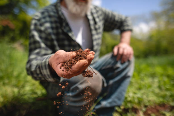 Senior farmer showing the cameraman what fertile soil looks like Senior man examining his soil healthy soil stock pictures, royalty-free photos & images