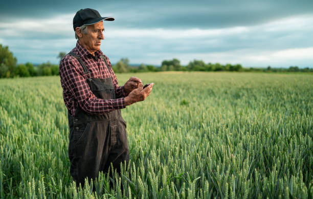 Senior farmer using smart phone in field stock photo