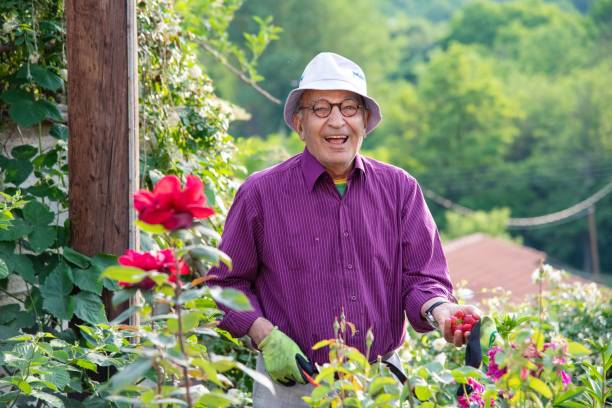 Senior gardener on a strawberry break stock photo