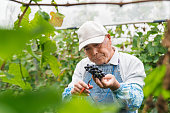 収集するブドウ畑で働く日本の年配の男性