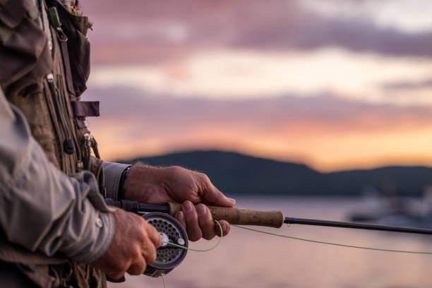 Senior Man Fly-Fishing at Sunset stock photo