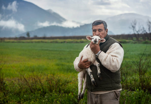Senior man holding baby lamb and kissing it Senior man holding baby lamb and kissing it eid al adha stock pictures, royalty-free photos & images