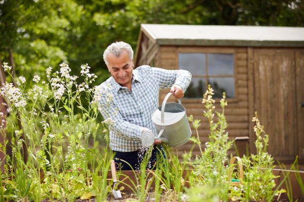 Senior Man In Garden At Home Watering Vegetables In Raised Beds stock photo