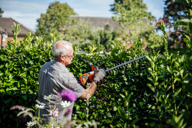 Senior man using cordless trimmer to cut garden hedge Caucasian man in late 60s wearing casual summertime clothing and gloves as he trims lush green hedge in backyard garden. hedge clippers stock pictures, royalty-free photos & images