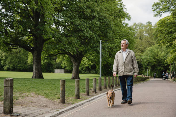 Senior Man Walking Dog in Park Senior man is walking his terrier dog along a path in a public park, enjoying the scenic views of nature. dog walking stock pictures, royalty-free photos & images