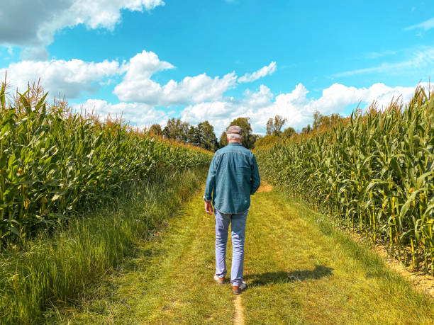 Senior man walking through the sweetcorn fields Rear view of a senior man walking alone in a rural landscape. flanders belgium stock pictures, royalty-free photos & images