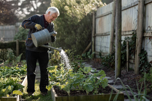 Senior man watering vegetables in his garden Senior man watering plants using a watering can while working alone in his vegetable garden on a sunny day watering stock pictures, royalty-free photos & images