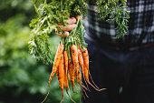 istock Senior man with bunch of freshly harvested carrots 1251268131