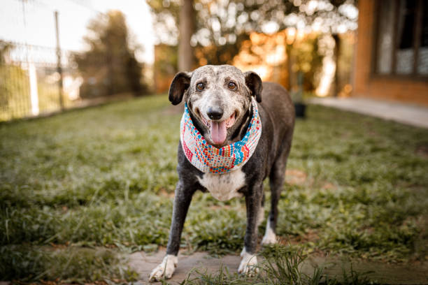 Senior mixed breed dog smiling at camera and standing at grass stock photo