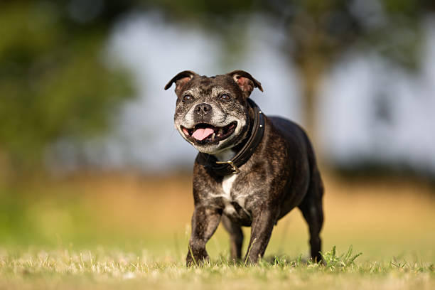 Senior Staffordshire Bull Terrier stock photo