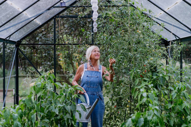 Senior woman farmer holding harvesting vegetables in greenhouse. stock photo