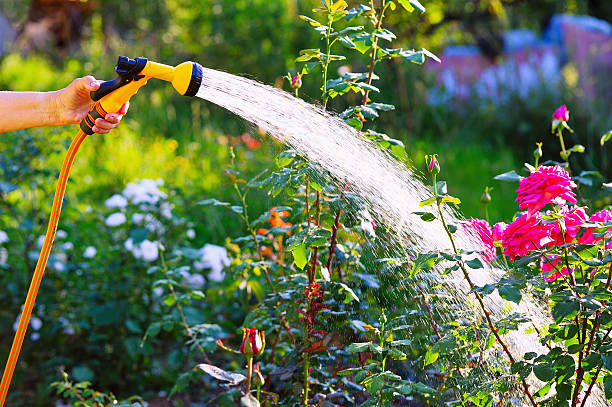 Senior woman hand watering rose flowerbed Senior woman hand holding hose sprayer and watering rose flowerbed in garden garden hose stock pictures, royalty-free photos & images