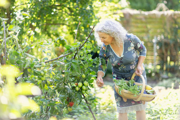 Senior woman harvesting vegetable in her garden Senior woman, 57 years old, with beautiful long, grey, curly hair, wearing a blue dress with floral pattern, standing outdoors in garden at late summer. She is holding a basket with vegetables harvestet from her garden, she is picking tomatoes harvesting photos stock pictures, royalty-free photos & images