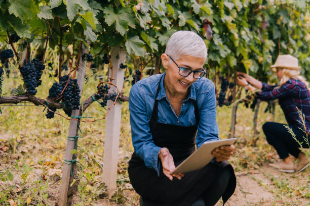 senior woman holding a digital tablet in a vineyard - technology picking agriculture imagens e fotografias de stock