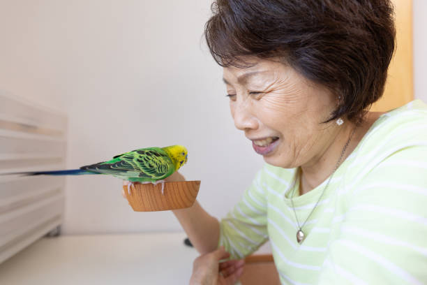 Senior woman playing with pet bird stock photo