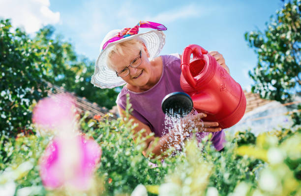 Senior woman working in her garden with a plants. Hobbies and leisure stock photo