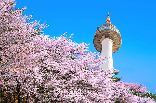 Seoul tower and pink cherry Blossom, Sakura season in spring, stock photo