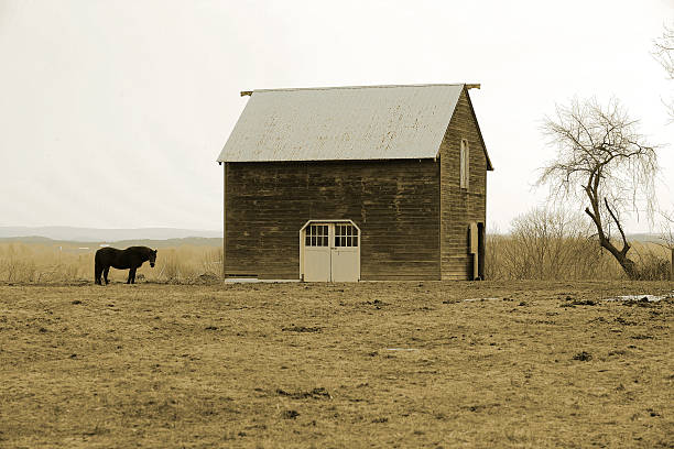 Sepia Horse and Barn stock photo