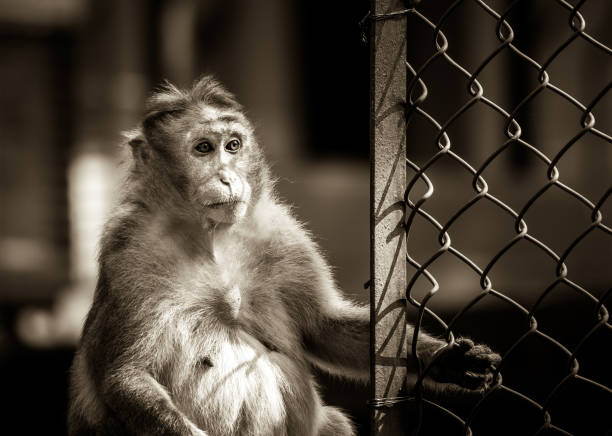 Sepia toned female bonnet macaque monkey stock photo