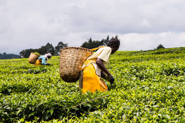 2017 Sept 5 Tea Estate, Nandi Hills, Kenya. African woman harvesting high quality tender tea leaves and flushes by hand. stock photo