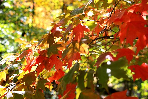 September Leaves stock photo
