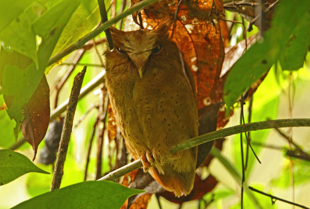 Serendib Scops-owl stock photo