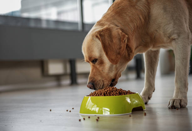 7,054 Dog Eating From Bowl Stock Photos, Pictures &amp; Royalty-Free Images - iStock